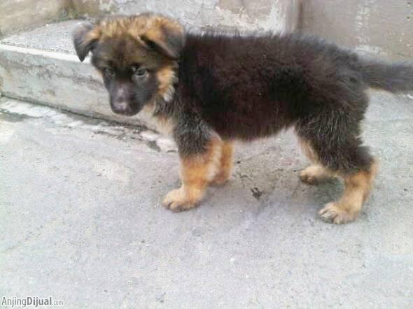3 ekor female puppies herder (german sherpherd dog /GSD/AGJ) harga terjangkau