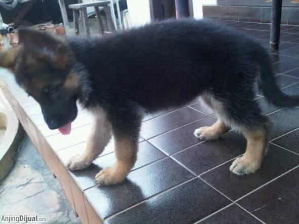 3 ekor female puppies herder (german sherpherd dog /GSD/AGJ) harga terjangkau