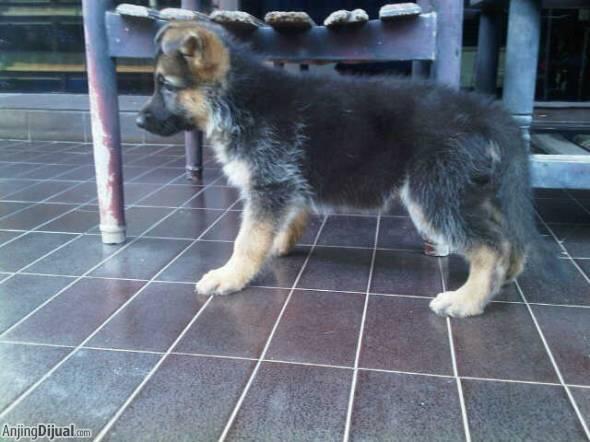 3 ekor female puppies herder (german sherpherd dog /GSD/AGJ) harga terjangkau