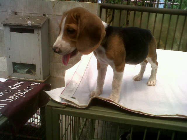 sale 5 ekor puppy beagle istimewa