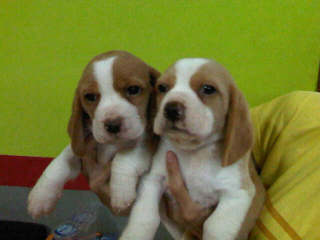 sale 5 ekor puppy beagle istimewa