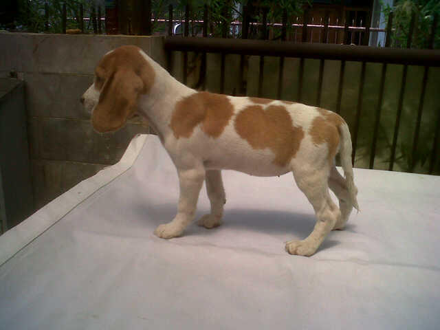 sale 5 ekor puppy beagle istimewa