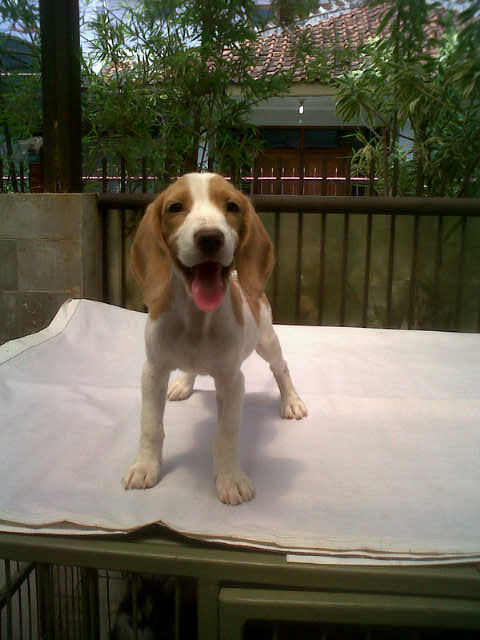 sale 5 ekor puppy beagle istimewa