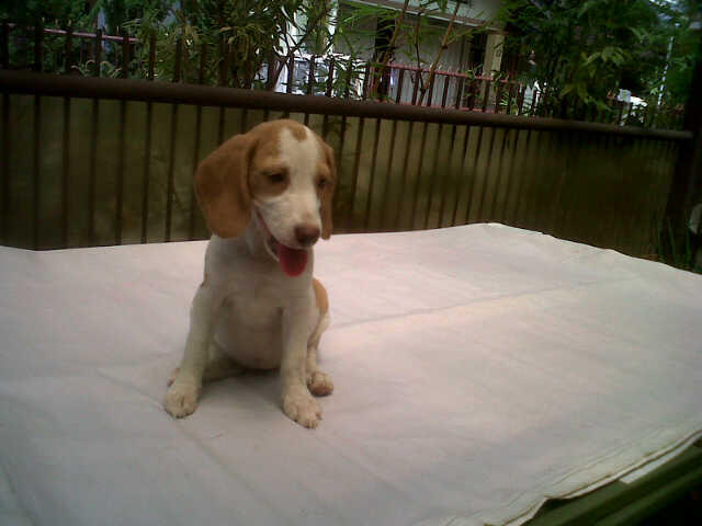 sale 5 ekor puppy beagle istimewa