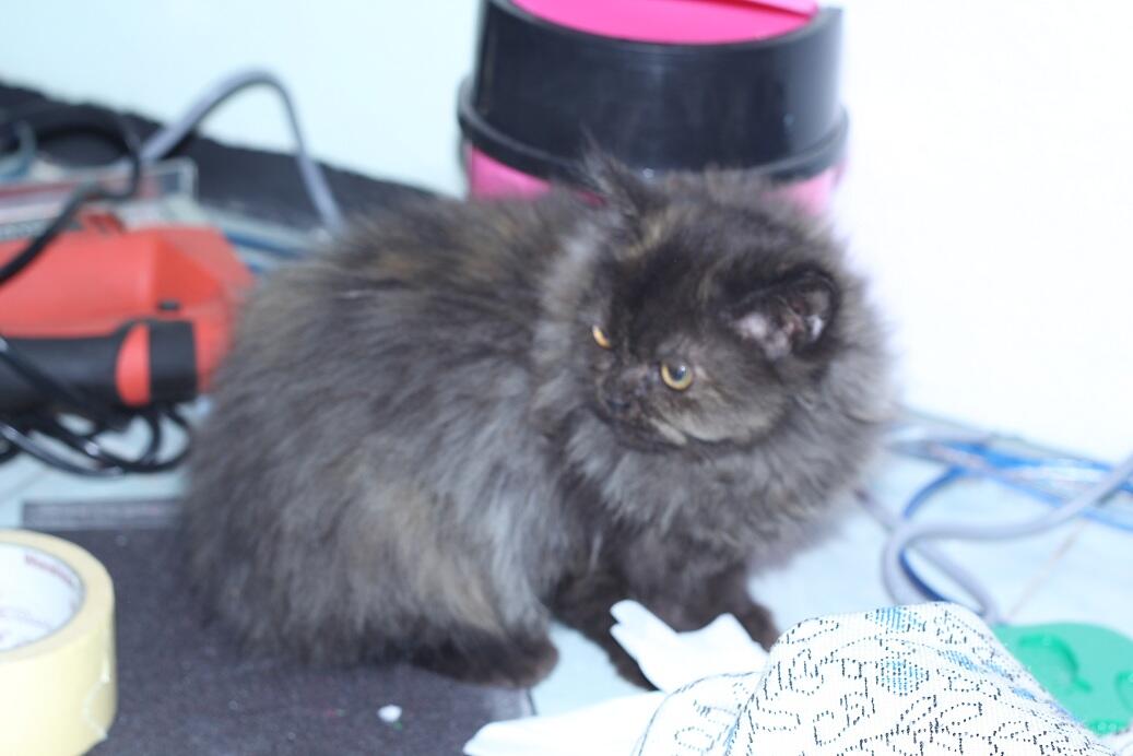 persia black tortie