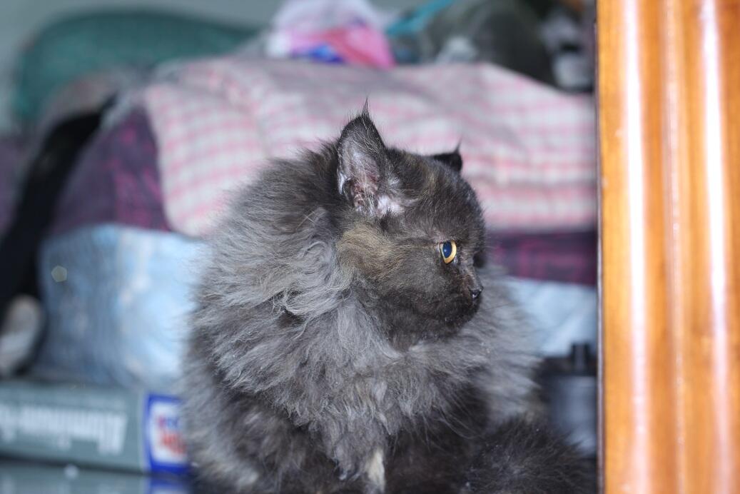 persia black tortie