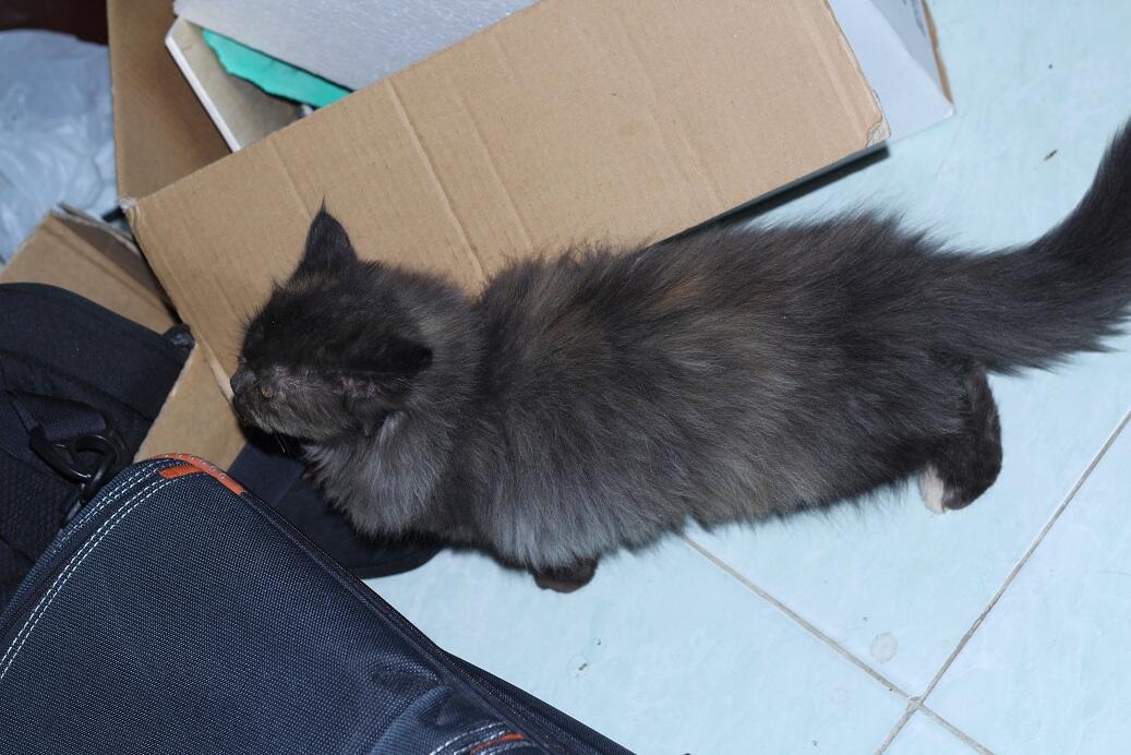 persia black tortie