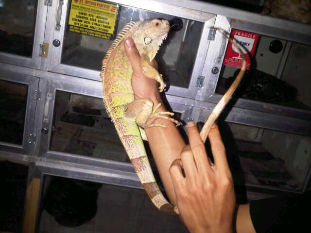 IGUANA GREEN MOTIF