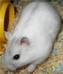 Hamster ww Pearl Murah!!