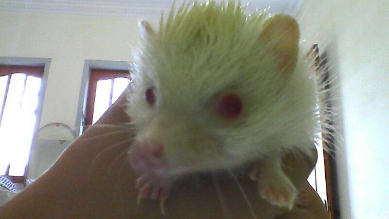 jual landak mini albino
