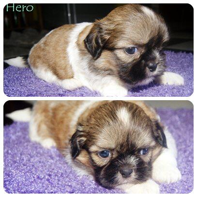 For sale anakan SHIH TZU male