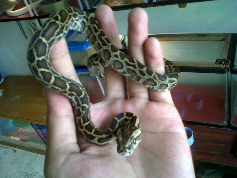 phyton molurus baby , motif ajib gan CEK !!