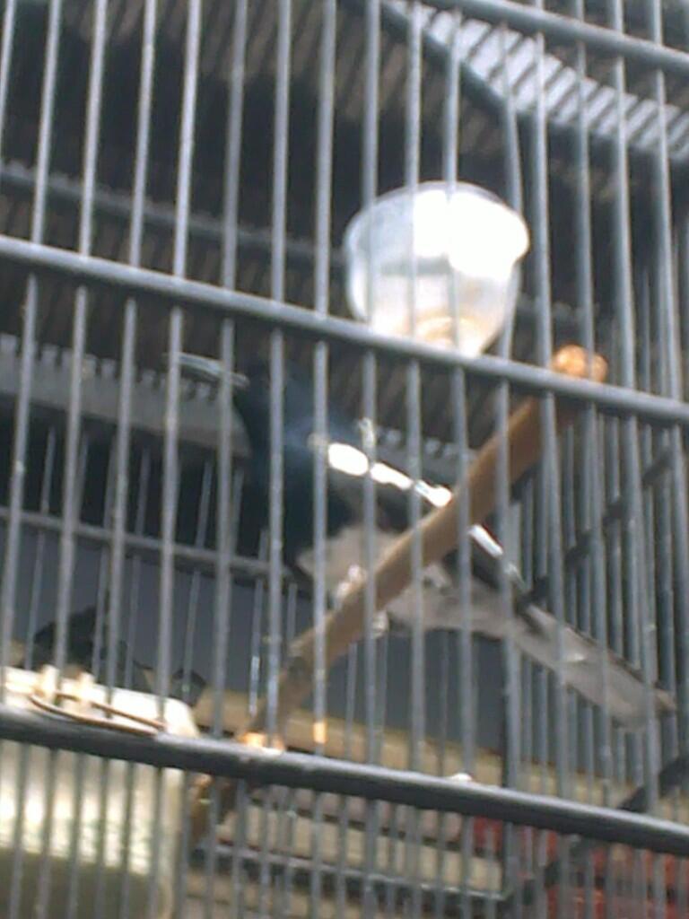 Jual Burung Kacer Dada Putih (poci) & Kenari Betina