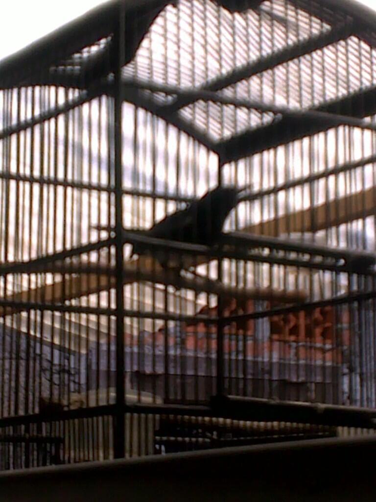 Jual Burung Kacer Dada Putih (poci) & Kenari Betina