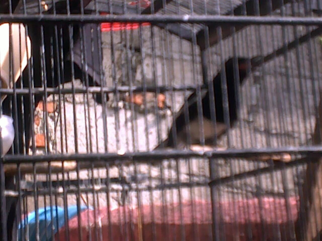 Jual Burung Kacer Dada Putih (poci) & Kenari Betina