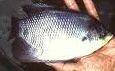IKAN GURAME YOGYAKARTA