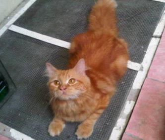 Kucing Persia Mix Anggora