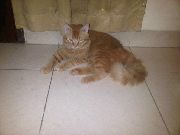 Kucing Persia Mix Anggora