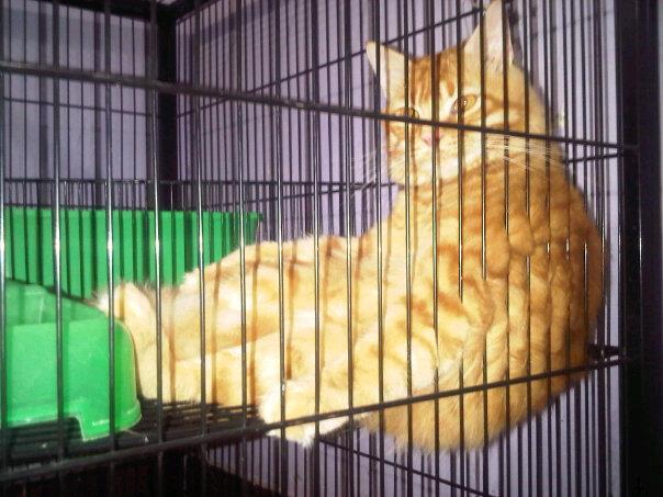 Kucing Persia Mix Anggora