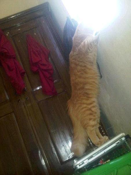 Kucing Persia Mix Anggora