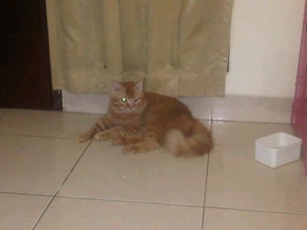 Kucing Persia Mix Anggora