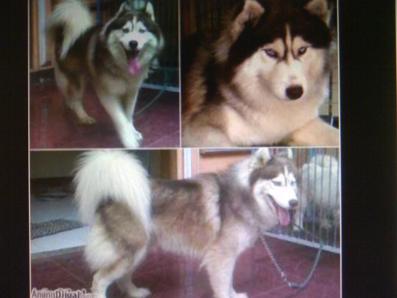 Jual : Jasa Pacak Siberian Husky