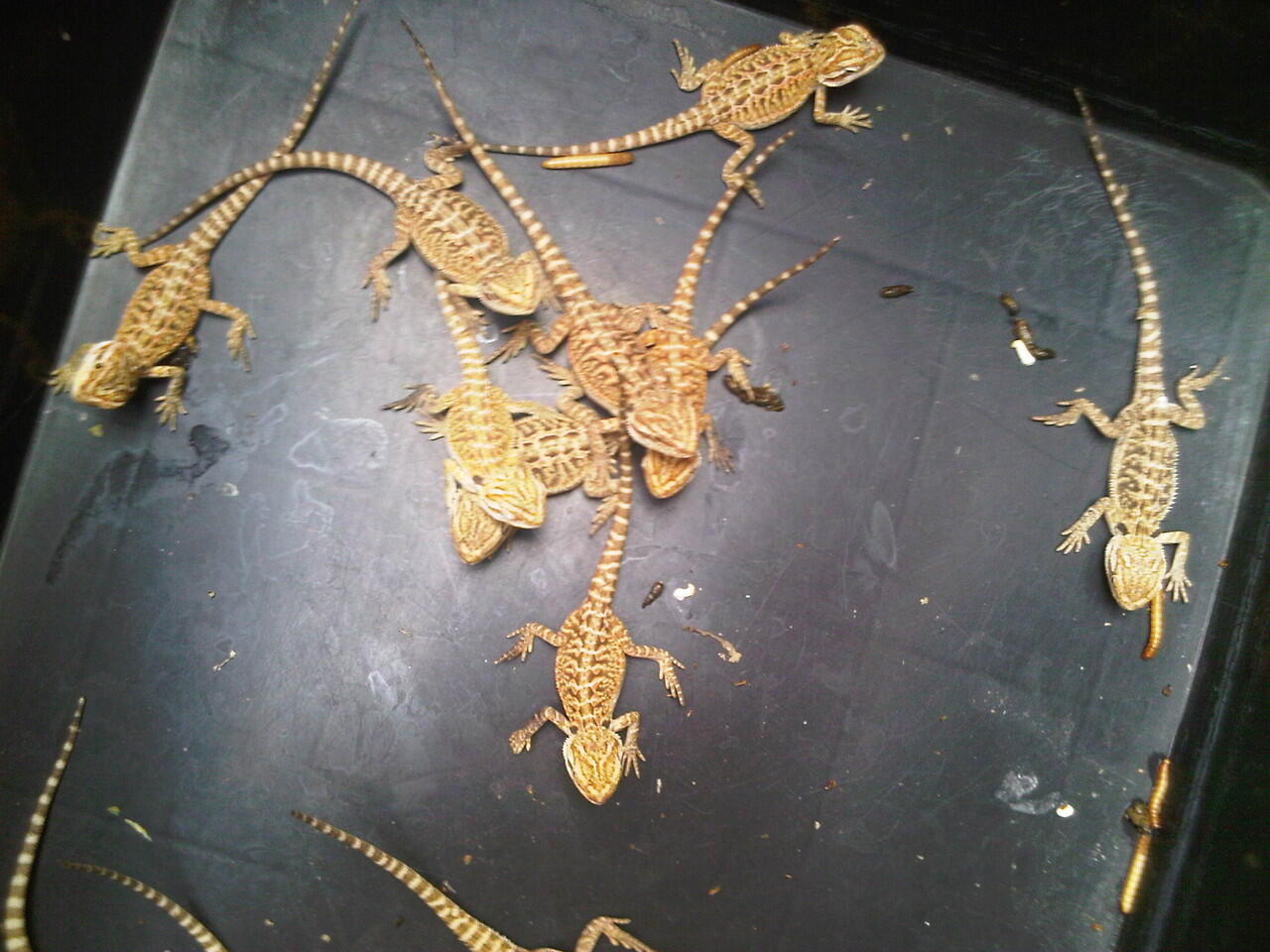 bearded dragon sandfire,orange lb,orange het lb