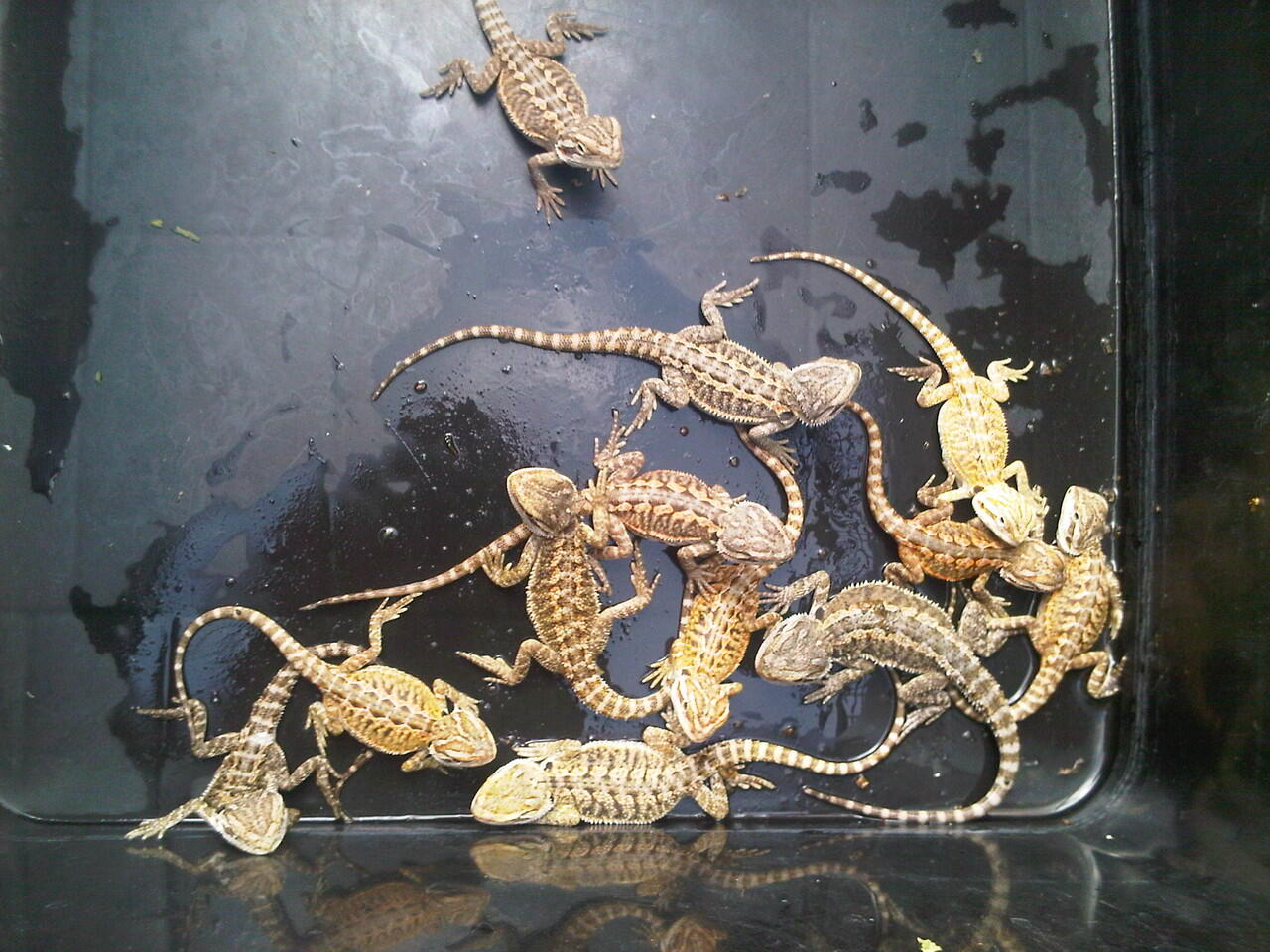 bearded dragon sandfire,orange lb,orange het lb