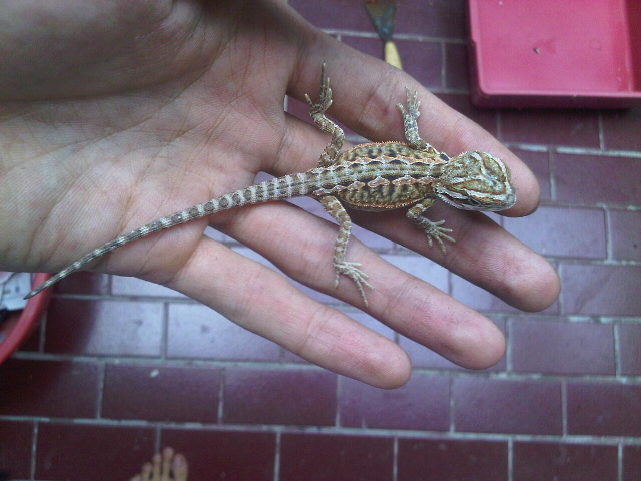 bearded dragon sandfire,orange lb,orange het lb