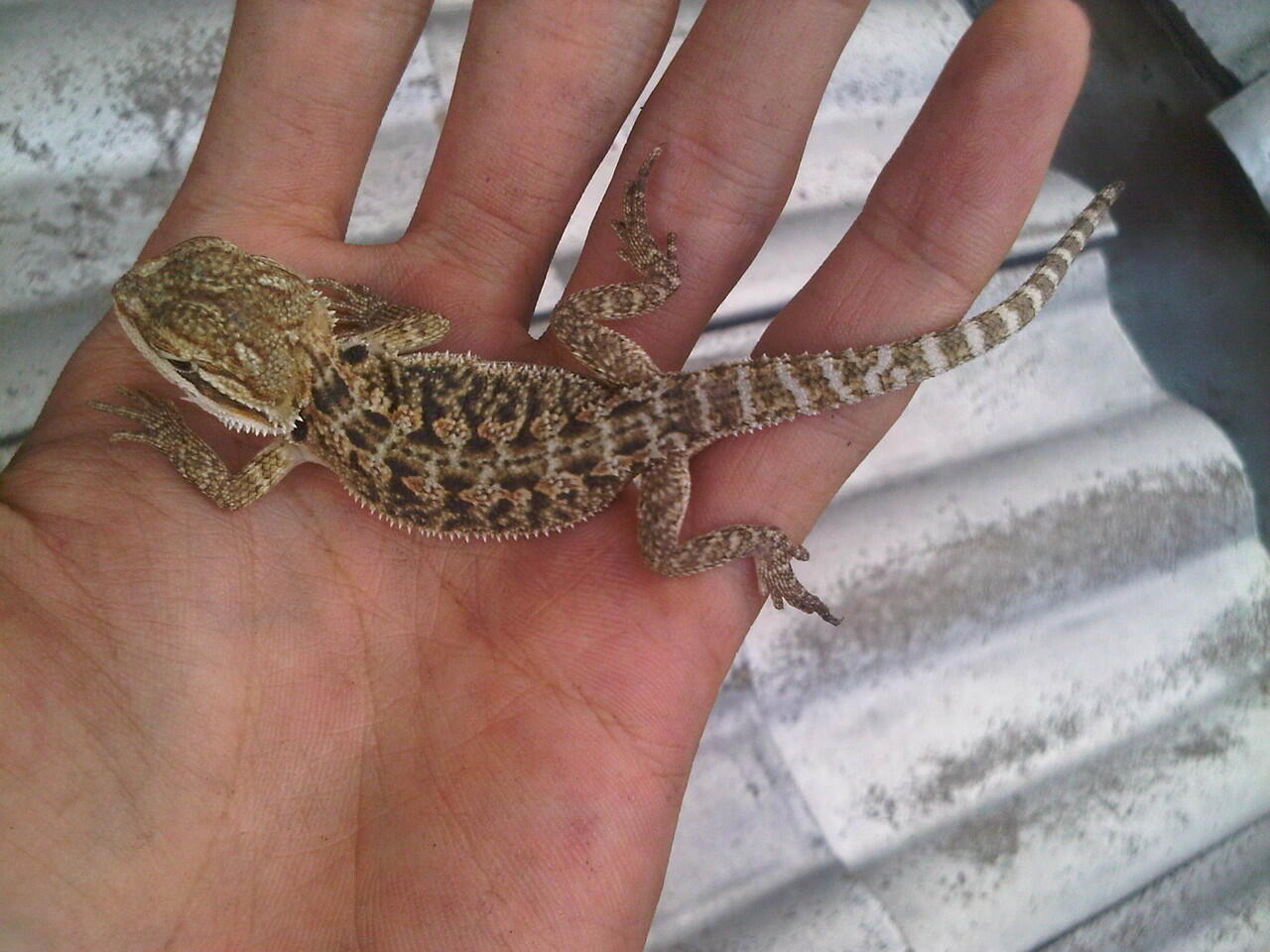 bearded dragon sandfire,orange lb,orange het lb