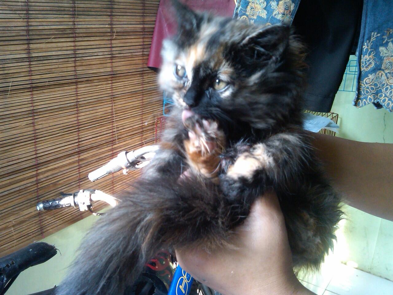  kucing  Kucing  Kuning  Hitam 