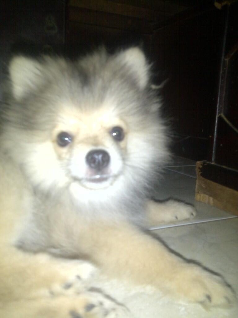 DIJUAL ANAKAN POMERANIAN NON STB..!!