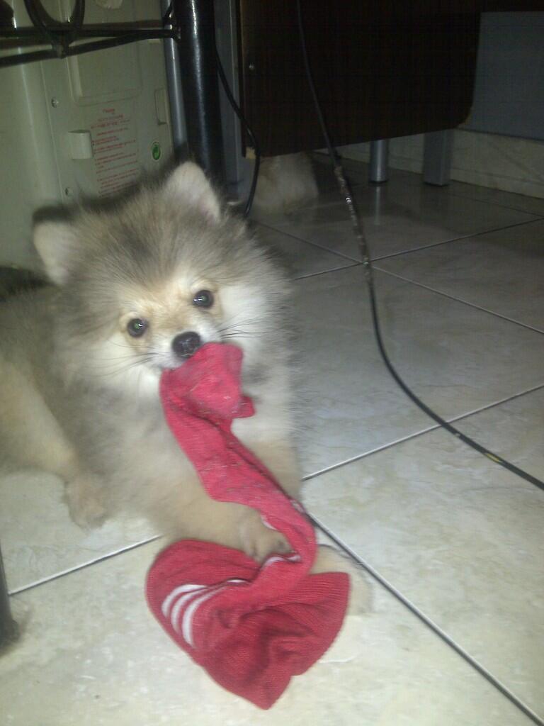 DIJUAL ANAKAN POMERANIAN NON STB..!!