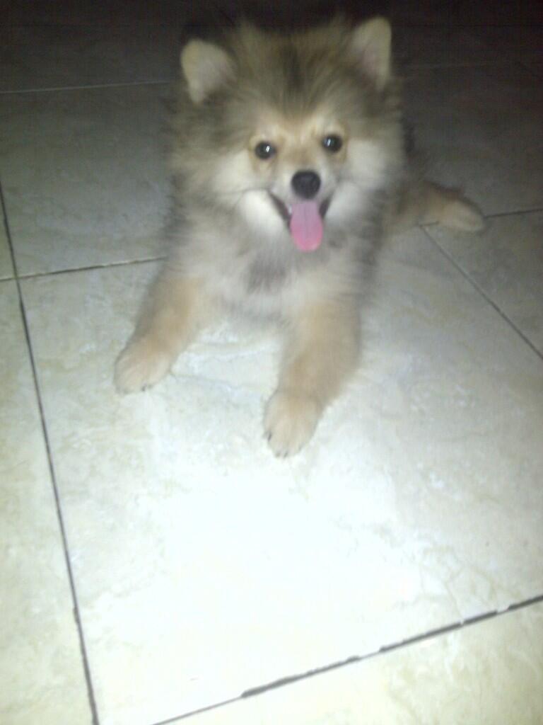 DIJUAL ANAKAN POMERANIAN NON STB..!!
