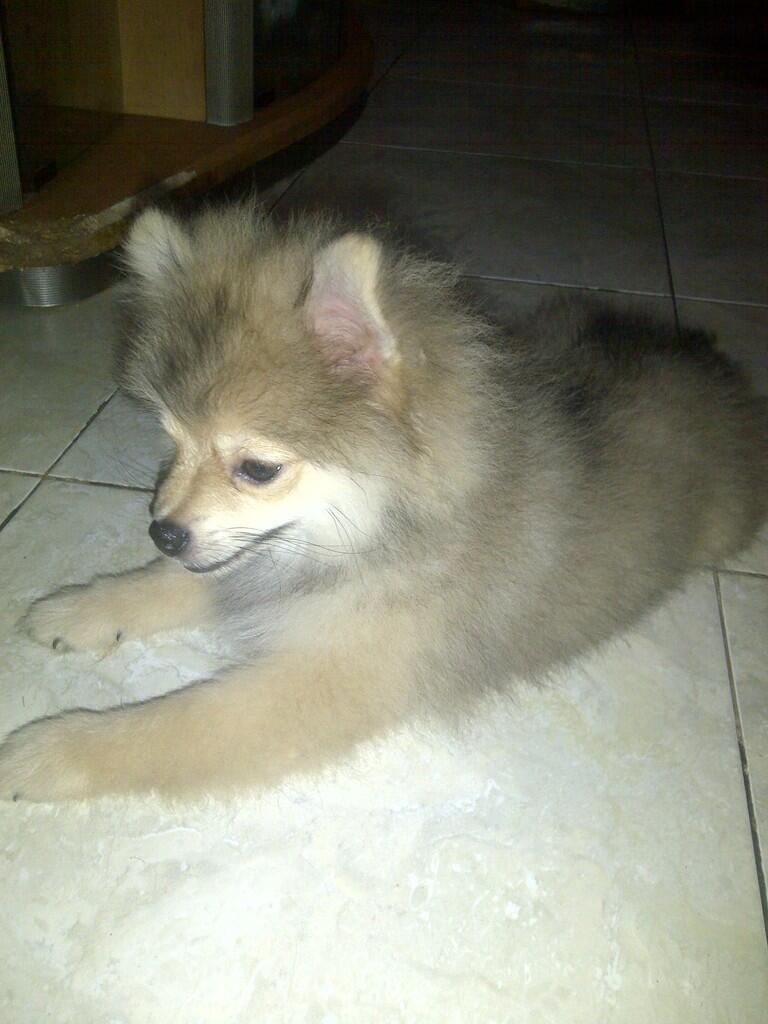 DIJUAL ANAKAN POMERANIAN NON STB..!!