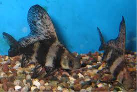 WTS ikan predator ( cuci aquarium )