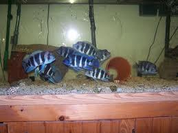 WTS ikan predator ( cuci aquarium )