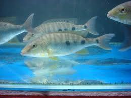 WTS ikan predator ( cuci aquarium )