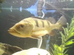 WTS ikan predator ( cuci aquarium )