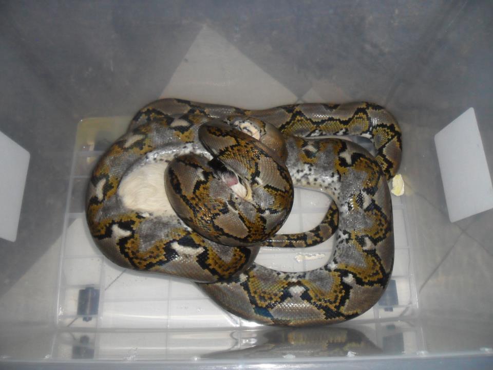 jual retic 2,5 meter motif tembus !!!!
