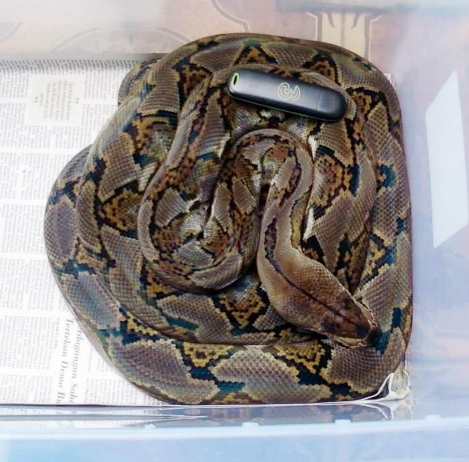 jual retic 2,5 meter motif tembus !!!!