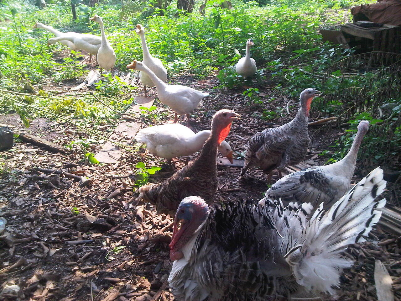 Ayam Kalkun Jakarta, Angsa / Soang