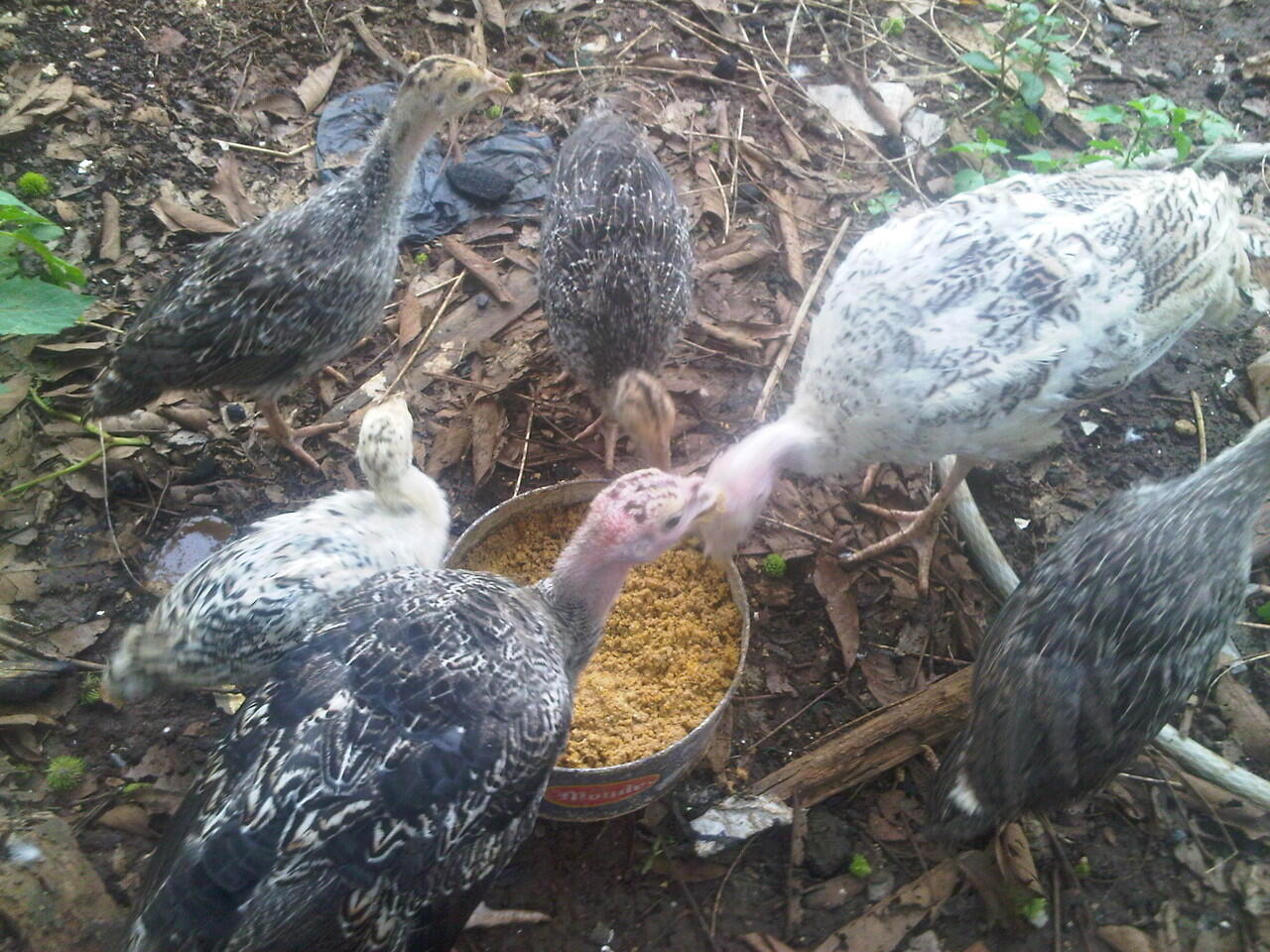 Ayam Kalkun Jakarta, Angsa / Soang