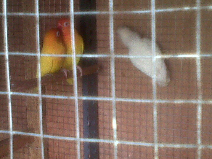 Dijual Lovebird ALBINO MM Sepasang ( TURUNAN LANGSUNG DARI LUTINO MM )