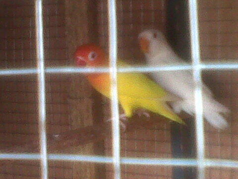 Dijual Lovebird ALBINO MM Sepasang ( TURUNAN LANGSUNG DARI LUTINO MM )
