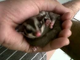 WTS ⪯ ORDER :SUGAR GLIDER JOEY & 3BULAN UP "MURMER"