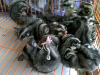WTS ⪯ ORDER :SUGAR GLIDER JOEY & 3BULAN UP "MURMER"