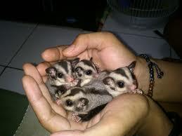 WTS ⪯ ORDER :SUGAR GLIDER JOEY & 3BULAN UP "MURMER"