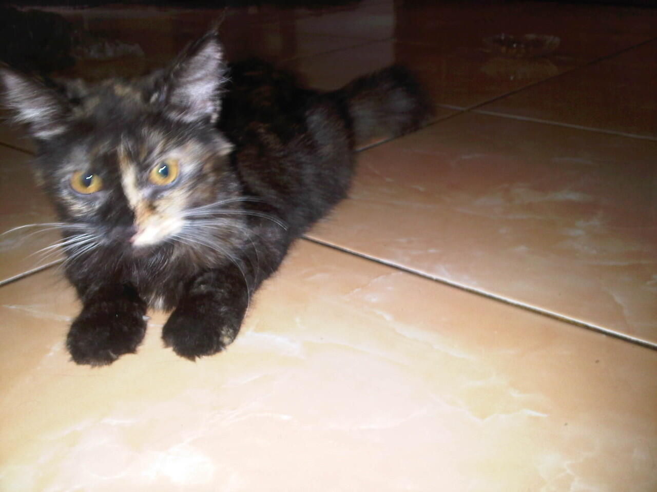 kucing persia mix anggora