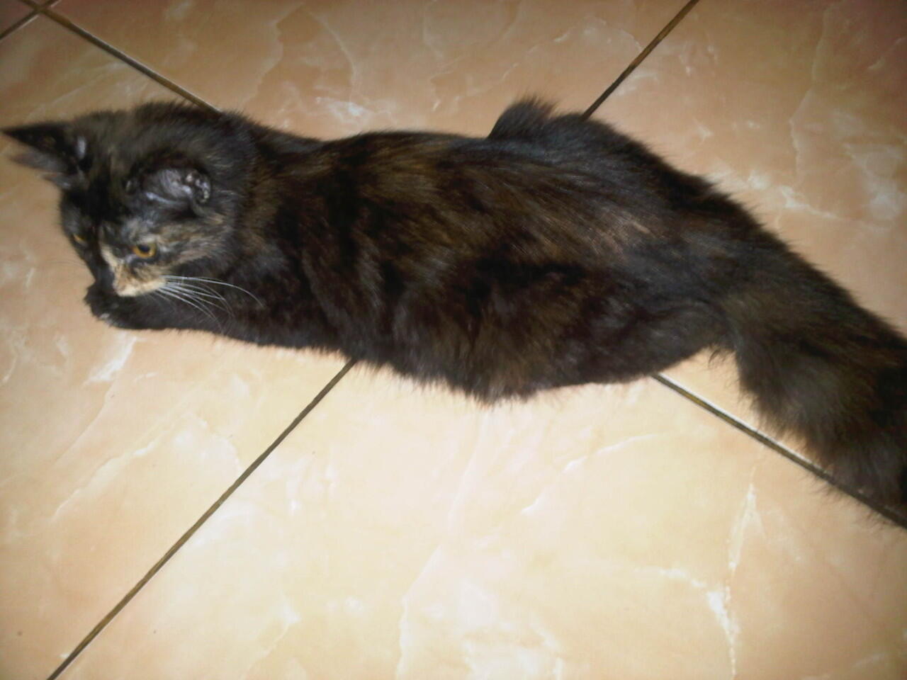 kucing persia mix anggora nego